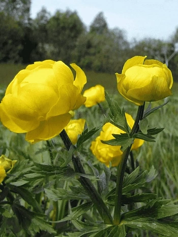 Купальница европейская