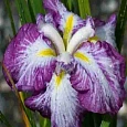 Ирис мечевидный Harlequinesque