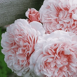 Роза Плетистая Rose de Tolbiac