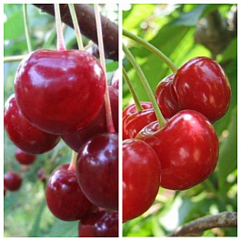 Дерево-сад (5 летка) вишня 2 сорта Десертная Морозовой - Фея