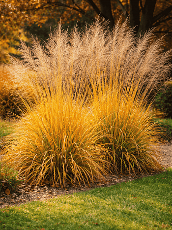 Молиния тростниковая Sky Racer