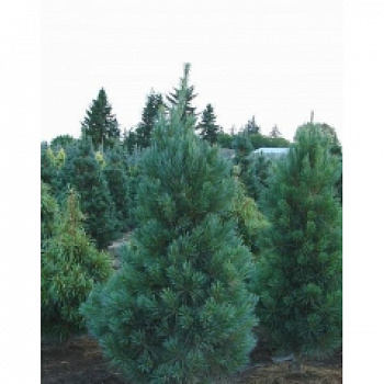 Сосна Веймутова Фастигиата