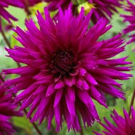 Георгина Бахромчатая Амбишн