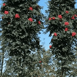 Рябина сладкоплодная Shearwater