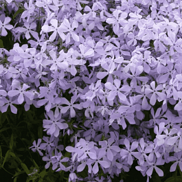 Флокс растопыренный Clouds of Perfume