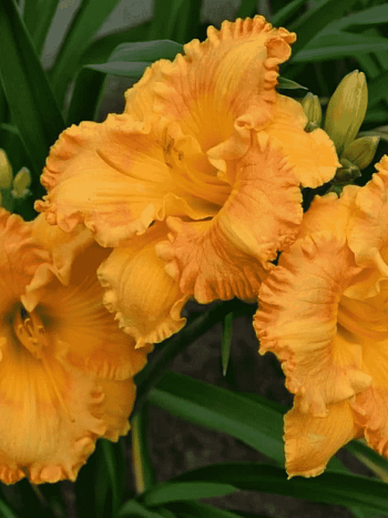 Лилейник Orange Nassau