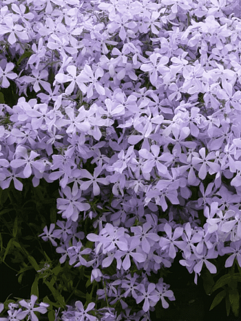 Флокс растопыренный Clouds of Perfume