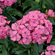 Гвоздика Турецкая Pink beauty