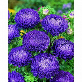 Астра Леди Корал Дарк Блю