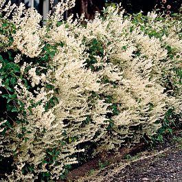 Горец Ауберта