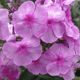 Флокс метельчатый Седая Дама