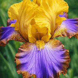 Ирис германский Brown Lasso