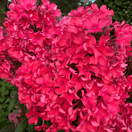 Флокс метельчатый Пионерский костёр