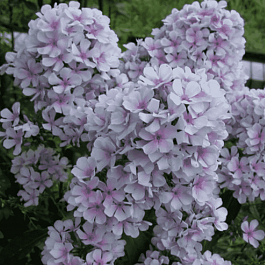 Флокс метельчатый Егорка