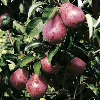 Груша плодовая Кармен