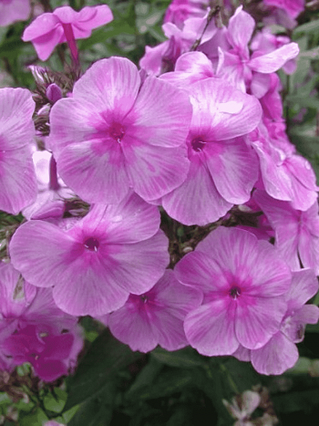 Флокс метельчатый Седая Дама