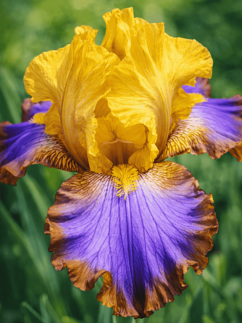 Ирис германский Brown Lasso