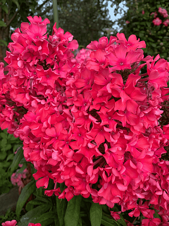 Флокс метельчатый Пионерский костёр