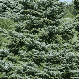 Ель обыкновенная Bicolor