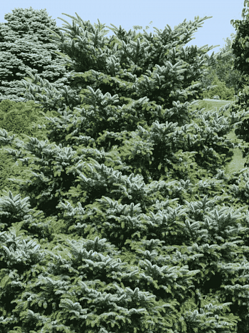 Ель обыкновенная Bicolor