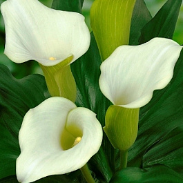 Калла Кэптин Вентура