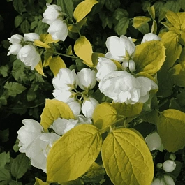 Чубушник гибридный Yellow Hill