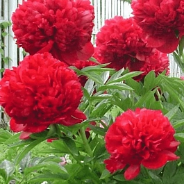 Пион Молочноцветковый Red Magic