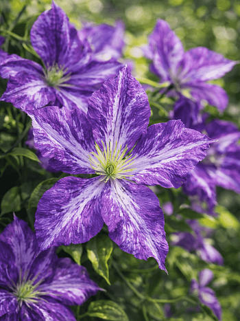 Клематис Tie Dye