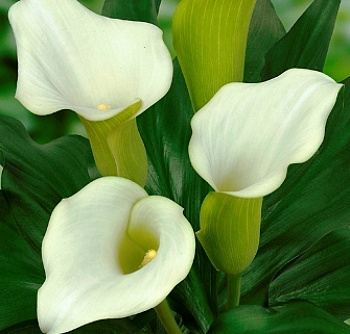 Калла Кэптин Вентура