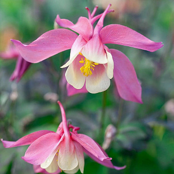 Аквилегия гибридная Спринг Мэджик Роуз энд Айвори НАБОР 2ШТ