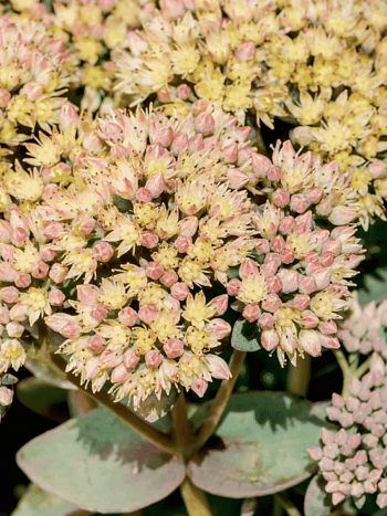 Очиток большой Seduction Green Yellow