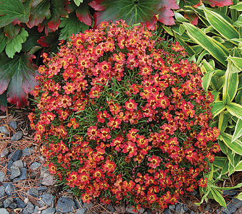 Кореопсис Литтл Пенни