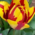 Тюльпан Color Spectacle
