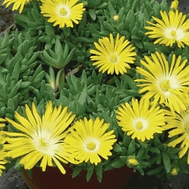 Делосперма скрученная Golden Nugget