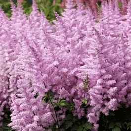 Астильба Арендса Ice Cream