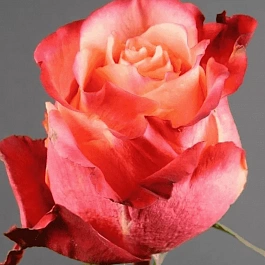 Роза чайно-гибридная 3D