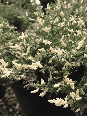 Можжевельник горизонтальный Variegata