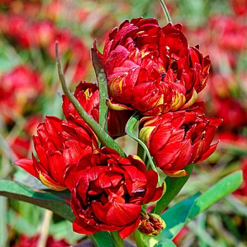 Тюльпан ботанический Саманта