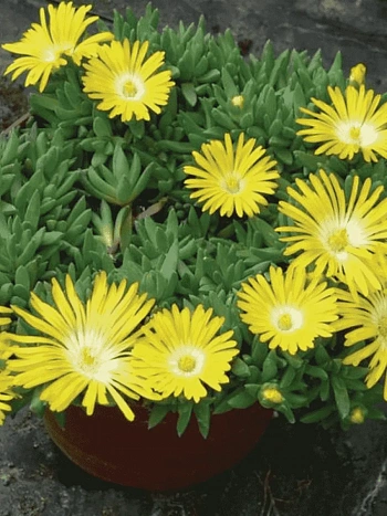 Делосперма скрученная Golden Nugget