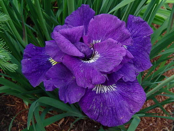 Ирис сибирский Каблуе