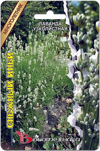 Лаванда узколистная Снежный иней