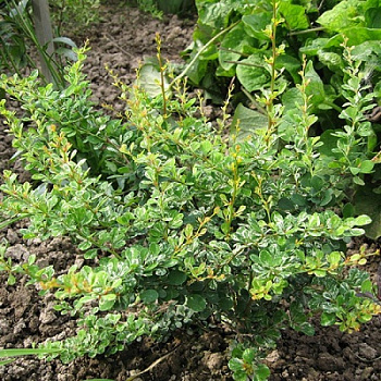 Барбарис Тунберга Сильвер Бьюти