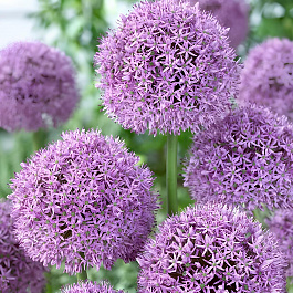 Лук декоративный Гладиатор Сенсейшн