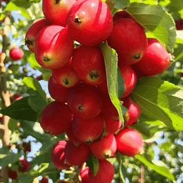 Яблоня Китайка красная