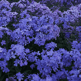 Флокс метельчатый Незабудка