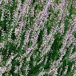 Вереск обыкновенный Hollandia