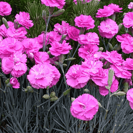 Гвоздика садовая Code Pink