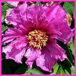 Пион ИТО Морнинг Лайлак Пион ИТО Морнинг Лайлак