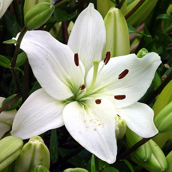 Лилия ЛА-Гибрид Вадалио