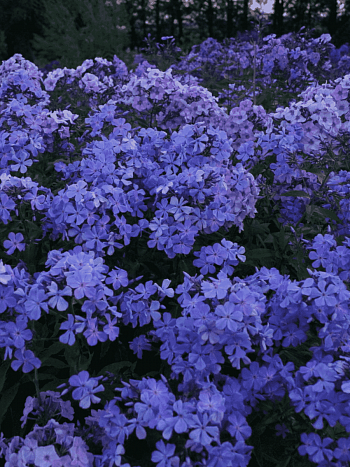 Флокс метельчатый Незабудка